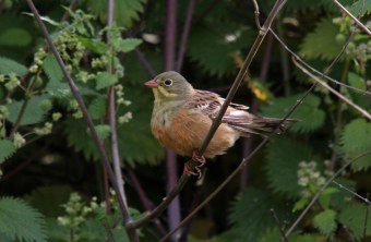 Ortolan sitzt auf einem Ast | © Dr. Christoph Moning