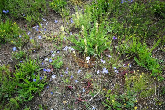 Für den Ortolan entwickelte, lückige Blühmischung - die Blühflächen dienen als Nahrungsfläche für den Ortolan |© D. Kobbeloer