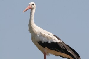 Weißstorch Pörnbach | © Hans-Joachim Fünfstück