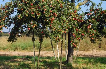 Apfelbaum | © Thomas Staab
