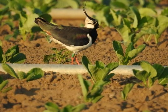 Zwei Jahre alter beringter Kiebitz im Knoblauchsland | © Lisa Schenk