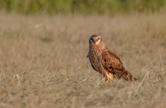 Wiesenweihe | © Gunther Zieger