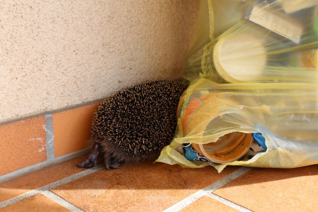 Igel an gelbem Sack | © Christiane Geidel
