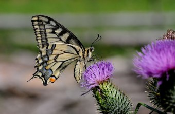 Schwalbenschwanz | © Eberhard Pfeuffer