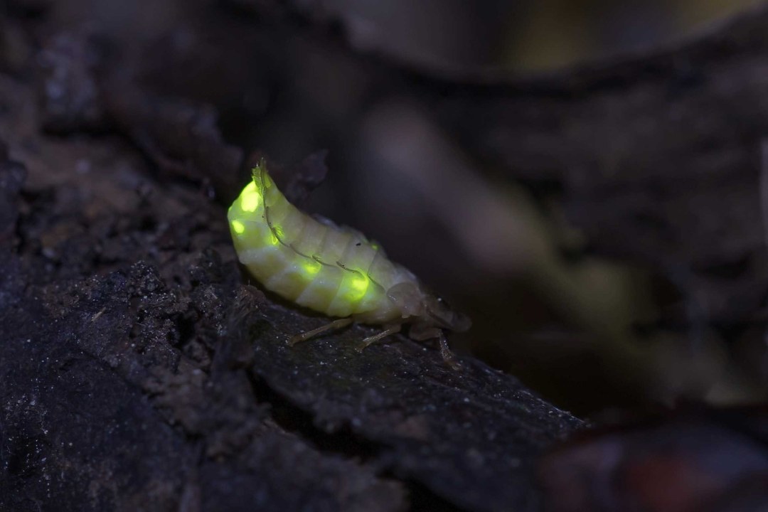 Glühwürmchen bei Nacht | © Erich Obster