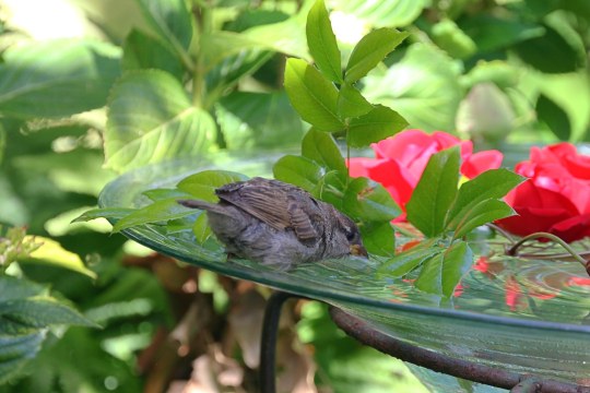 Haussperling trinkt Wasser | © Monika Graf