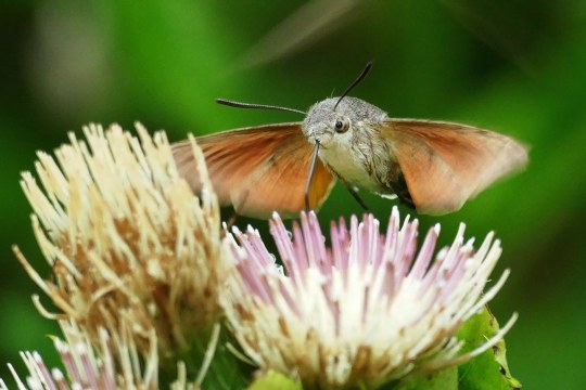 Taubenschwänzchen | © Friedrich Hartl