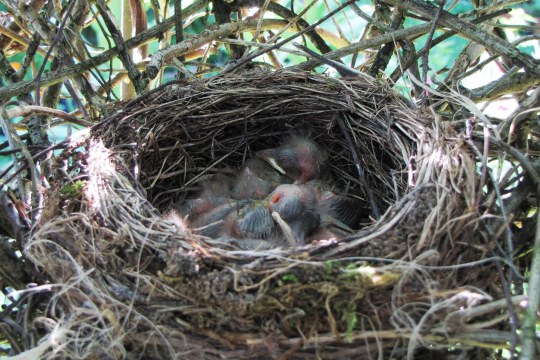 Amselnest | © Birgit Helbig