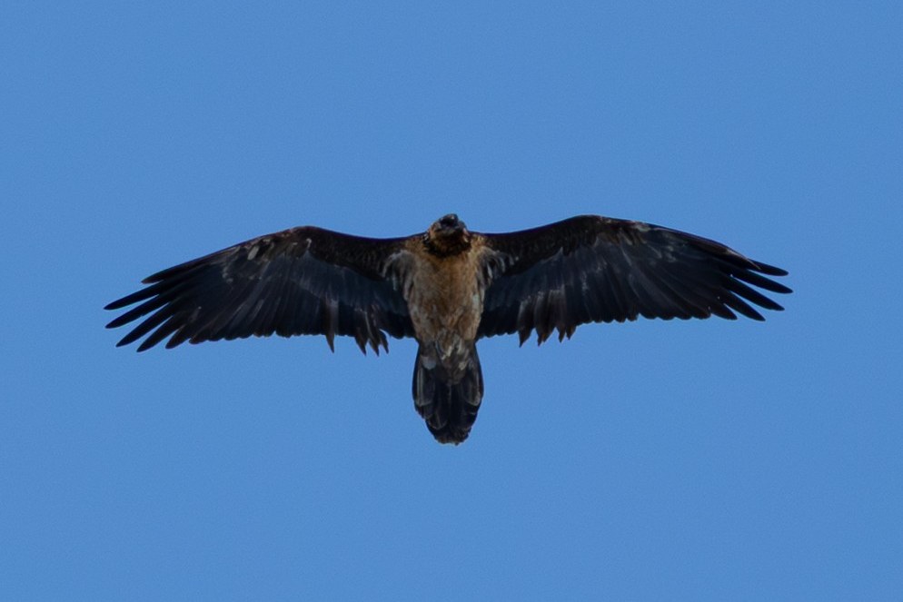 Recka im Februar 2026 in den Hohen Tauern |© Michael Lang