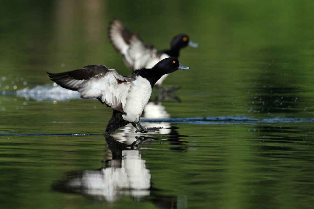 Reiherenten | © Claudia Becher