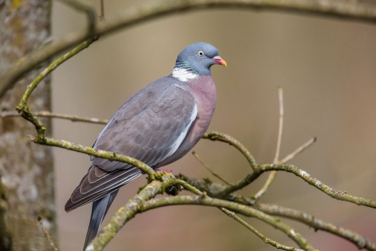 Ringeltaube | © Ralph Sturm