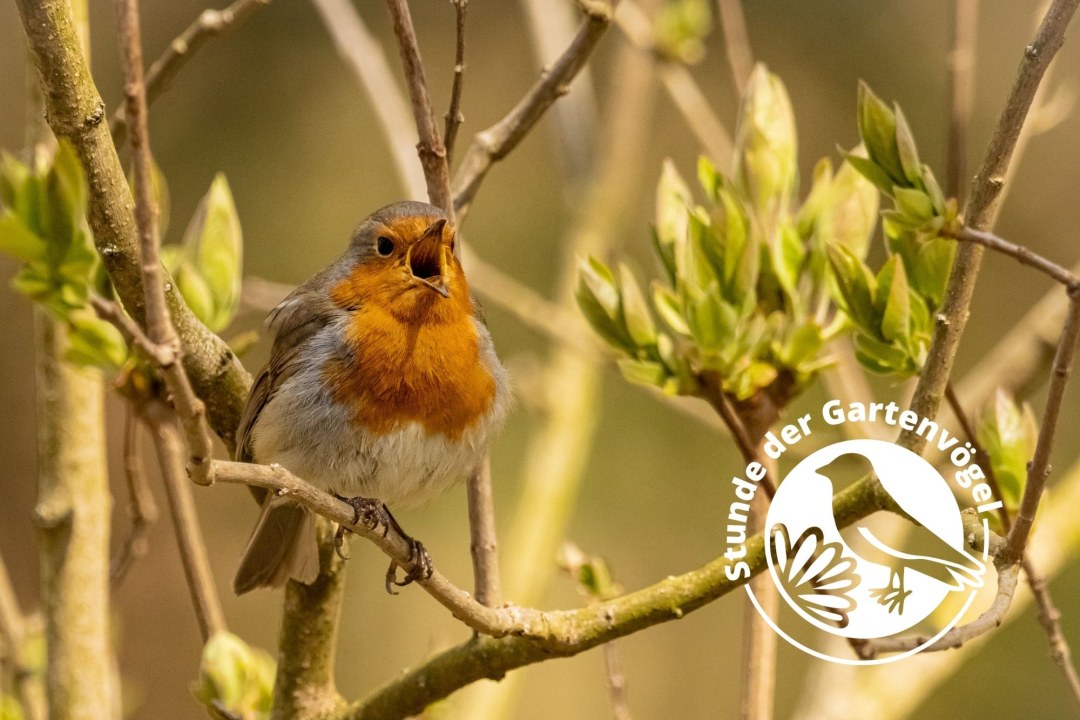 Rotkehlchen | © Michelle Gutjahr