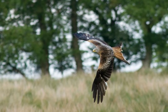 Rotmilan im Flug | © Rosl Rössner