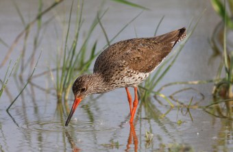Rotschenkel watet durchs Wasser  | © Zdenek Tunka