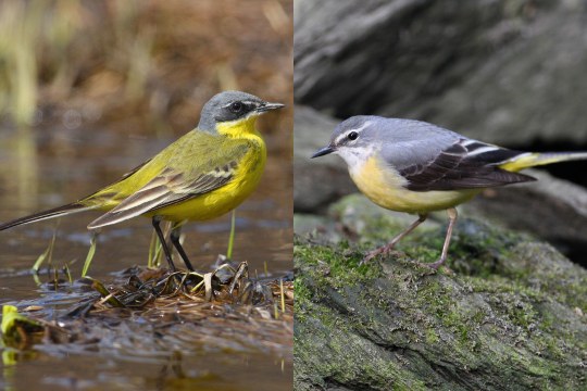 Schafstelze links Gebirgsstelze rechts | © Zdenek Tunka