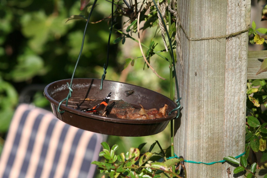 Schmetterlingbar | © Anita Schäffer