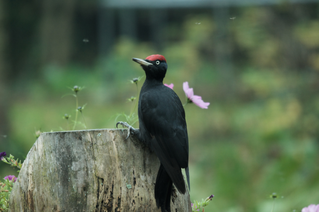 Schwarzspecht  | © Nicolas Steenken