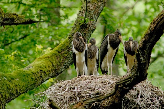 Vier junge Schwarzstörche stehen im Nest | © Thomas Stephan