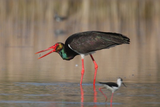 Schwarzstorch | © Zdenek Tunka