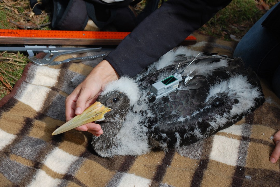 Schwarzstorchjungvogel liegt auf einer Picknickdecke mit einem Telemetriesender auf dem Rücken | © H. Röhl