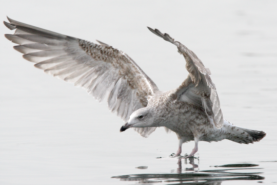 Silbermöwe mit ausgebreiteten Schwingen auf dem Wattboden stehend | © Frank Derer