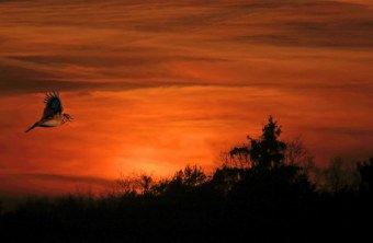 Vogel vor einem Sonnenuntergang | © Carl Peter Herbolzheimer