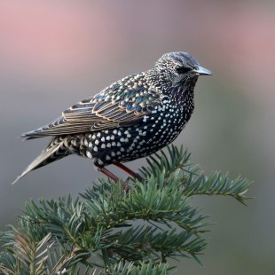 Star auf einem Nadelbaumast | © Udo Kürschner
