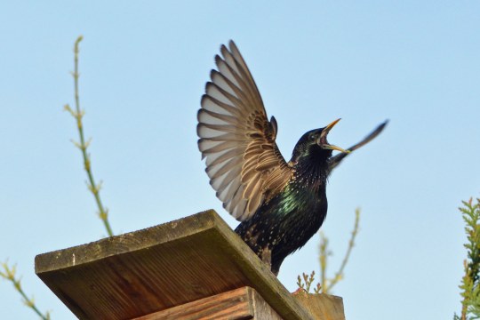 Balzender Star schreit und steht mit ausgebreiteten Flügeln auf einem Nistkasten | © Uli Waldbach
