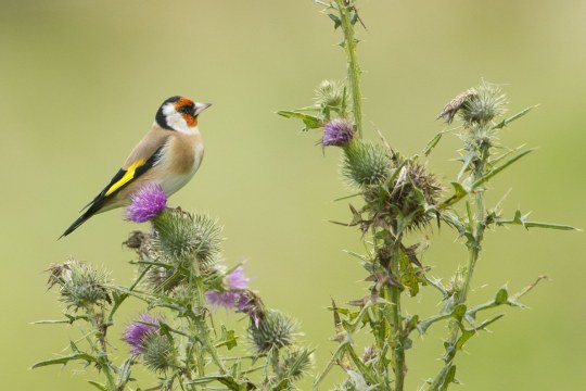Stieglitz_Distel | © Rosl Roessner