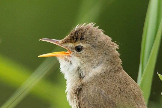 Sumpfrohrsänger Nahaufnahme | © Rosl Roessner