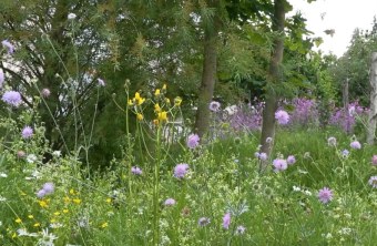 Eine blühende Wiese mit bunten Wildblumen und Bäumen symbolisiert den Naturschutz durch den LBV.