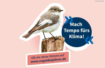 Trauerschnäpper – „Mach Tempo fürs Klima!" | © BfV/W. Soestbergen