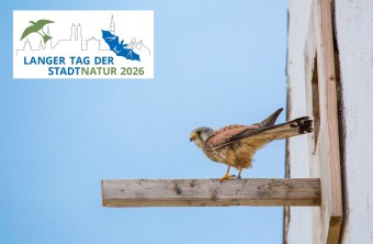 Ein Tumfalke sitzt auf einem Holzbrett und ist ein Symbol für den LBV und den Langen Tag der StadtNatur 2026 | © Dr. Olaf Broders