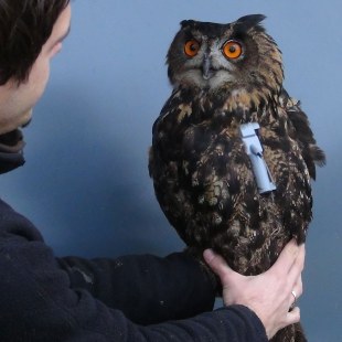Uhu wird von einer männlichen Person an den Beinen festgehalten, der Uhu schaut ihn an. Er hat einen weißen Sender auf dem Rücken | © Anne Schneider