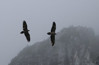 Wally und Bavaria - kleiner | © Michael Wittmann