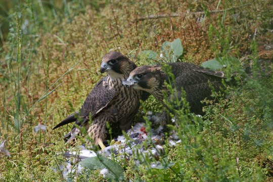 Zwei Wanderfalken Jungvögel mit Beute auf einer Wiese | © Zdenek Tunka