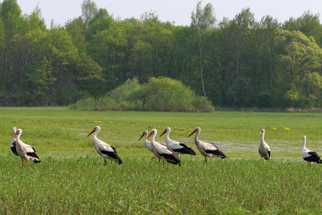 Neun Weißstörche stehen auf einer grünen Wiese und laufen nach links | © Zdenek Tunka