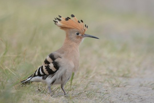 Wiedehopf steht auf einer Wiese | © Herbert Henderkes