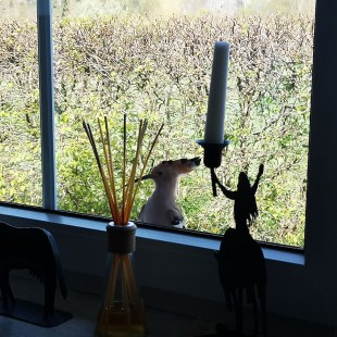 Wiedehopf am Fenster | © Lukas Warter