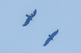 Wiggerl und ein Gänsegeier im Juni 2025 | © Lennart Haak