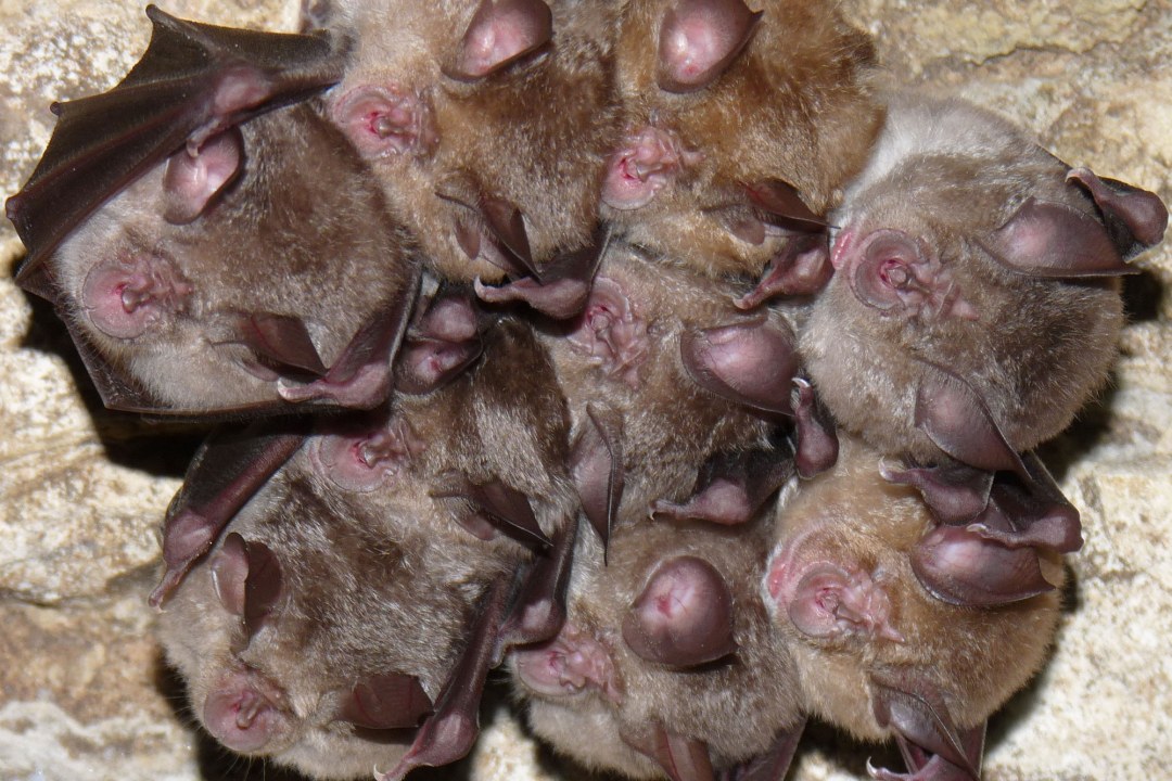 Wintercluster Große Hufeisennasen | © Rudi Leitl