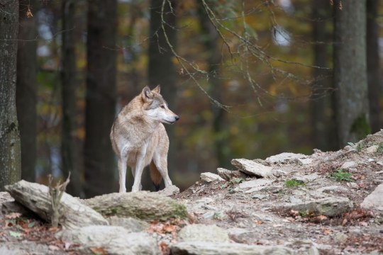 Ein Wolf steht aufmerksam in einem Wald | © Markus Gläßel