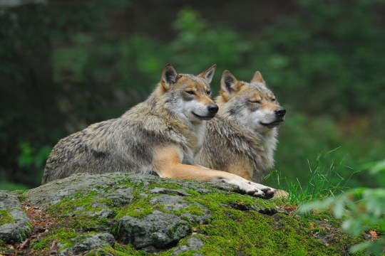 Zwei Wölfe ruhen auf einem moosbedeckten Stein im Wald | © Manfred Waldhier