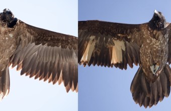 Wiggerl und Vinzenz  |© Günter Angermeier