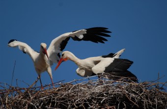 Zwei Weißstörche im Horst | © Henning Werth