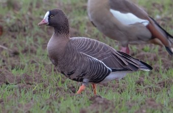 Zwerggans | © Gunther Zieger