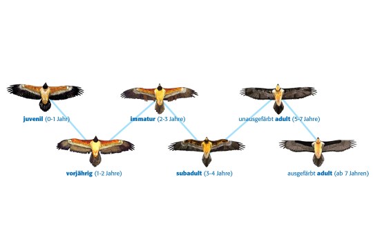 Bartgeier Silhouetten nach Alter