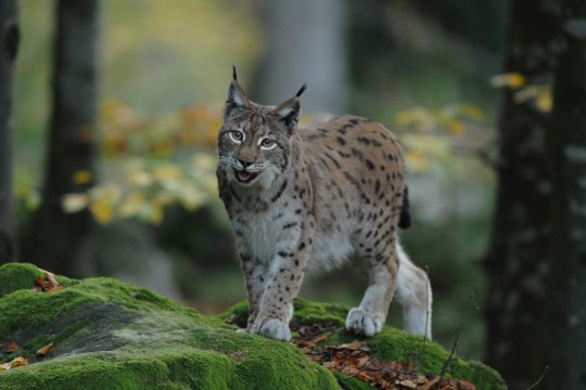 Nahaufnahme eines Luchs im Wald | © Henning Werth