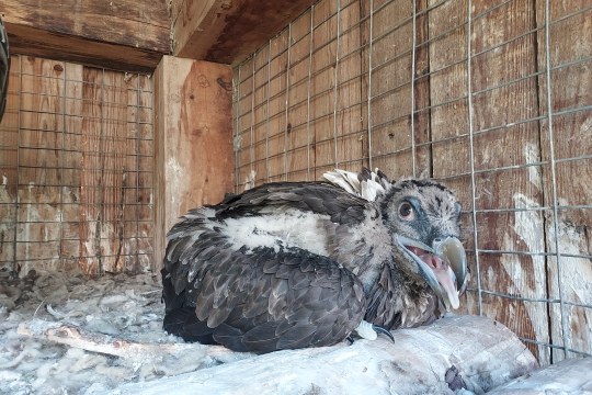 Wir freuen uns schon auf Bartgeiermädchen "1147"  | © Pakillo Rodriguez, Guadalentin, Junta de Andalucia