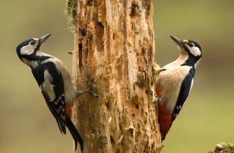 Zwei Buntspechte an einem Baum, beide sind auf der gegenüberliegenden Seite des Stammes | © Rosl Rößner